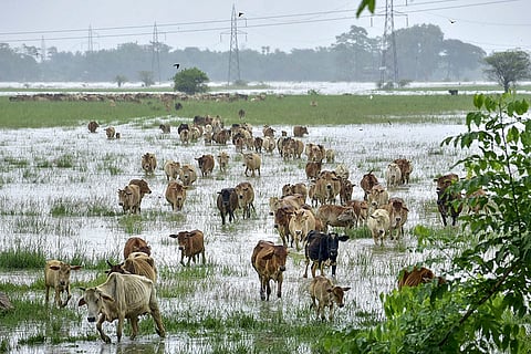 Kuchiani in Morigaon